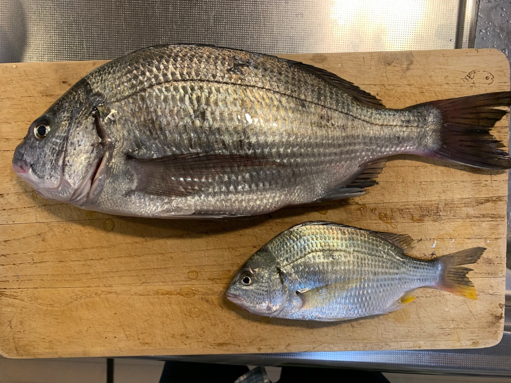 釣った黒鯛の下処理はどうしてますか ともぞー日記